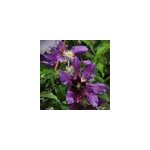 2 x cl�matite - clematis 'the vagabond' - 50 - 60 cm pot