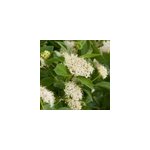 2 x cornouiller jaune - cornus sericea 'flaviramea' - 60 - 80 cm pot