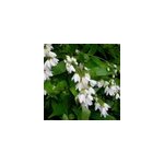 2 x deutzie gracile - deutzia gracilis 'nikko' - 25 - 30 cm pot