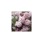 2 x deutzie hybride - deutzia hybrida 'mont rose' - 40 - 60 cm pot