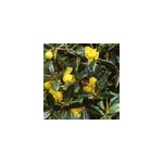 2 x �pine - vinette - berberis frikartii 'amstelveen' - 25 - 30 cm pot