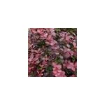 2 x �pine - vinette - berberis ottawensis 'auricoma' - 40 - 50 cm pot