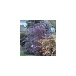 2 x �pine - vinette - berberis ottawensis 'superba' - 40 - 50 cm pot