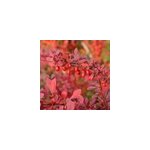 2 x �pine - vinette � feuilles - berberis thunbergii 'atropurpurea' - 30 - 40 cm
