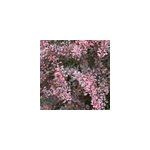 2 x �pine - vinette � feuilles - berberis thunbergii 'rose glow' - 30 - 40 cm pot