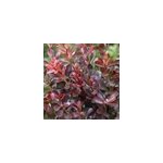 2 x �pine - vinette de thunberg - berberis thunbergii 'atropurpurea nana' - 20 - 25