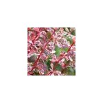2 x �pine - vinette de thunberg - berberis thunbergii 'harlequin' - 30 - 40 cm pot