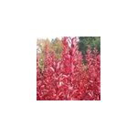 2 x �pine - vinette de thunberg - berberis thunbergii 'red rocket' - 25 - 30 cm pot