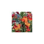 2 x gen�t - cytisus 'goldfinch' - 40 - 60 cm pot