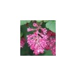 2 x groseillier � fleurs - ribes sanguineum 'king edward vii' - 50 - 60 cm pot