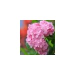 2 x hortensia - hydrangea macrophylla 'bouquet rose' - 25 - 30 cm pot