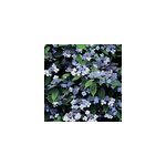2 x hortensia - hydrangea serrata 'bluebird' - 25 - 30 cm pot