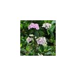 2 x hortensia - hydrangea serrata 'preziosa' - 25 - 30 cm pot