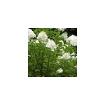 2 x hortensia panicul� - hydrangea paniculata 'grandiflora' - 40 - 50 cm pot