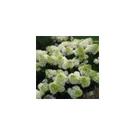 2 x hortensia panicul� ; - hydrangea paniculata 'polar bear' - 40 - 50 cm pot