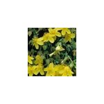 2 x hypericum densiflorum 'buttercup' - 30 - 40 cm pot