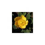 2 x millepertuis - hypericum dummeri 'peter dummer' - 30 - 40 cm pot