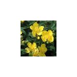 2 x millepertuis - hypericum 'hidcote' - 30 - 40 cm pot