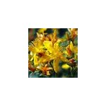 2 x millepertuis - hypericum inodorum 'elstead' - 20 - 30 cm pot