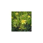 2 x millepertuis de kalmian - hypericum 'gemo' - 30 - 40 cm pot