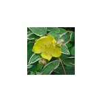 2 x millepertuis moserianum - hypericum moserianum 'tricolor' - 25 - 30 cm pot