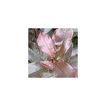 2 x photinia fraseri 'camilvy' - 40 - 60 cm pot