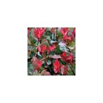 2 x photinia fraseri 'little red robin' - 25 - 30 cm pot