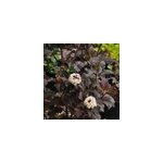 2 x physocarpe � feuilles d'obier - physocarpus opulifolius 'diabolo' - 30 - 40