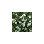 2 x potentille arbustive - potentilla fruticosa 'abbotswood' - 20 - 25 cm pot