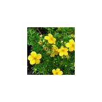 2 x potentille arbustive - potentilla fruticosa 'goldfinger' - 25 - 30 cm pot