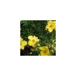 2 x potentille arbustive - potentilla fruticosa 'goldstar' - 25 - 30 cm pot