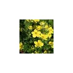 2 x potentille arbustive - potentilla fruticosa 'goldteppich' - 25 - 30 cm pot