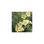 2 x potentille arbustive - potentilla fruticosa 'maanelys' - 25 - 30 cm pot