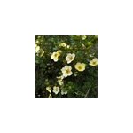 2 x potentille arbustive - potentilla fruticosa 'primrose beauty' - 25 - 30 cm