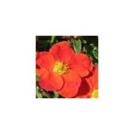 2 x potentille arbustive - potentilla fruticosa 'red ace' - 25 - 30 cm pot