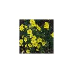 2 x potentille arbustive - potentilla fruticosa 'sommerflor' - 25 - 30 cm pot