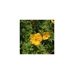 2 x potentille arbustive - potentilla fruticosa 'tangerine' - 20 - 25 cm pot