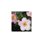 2 x potentille arbustive 'princess' - potentilla fruticosa princess 'pink