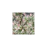 2 x saule du japon - salix integra 'hakuro nishiki' - 40 - 50 cm pot