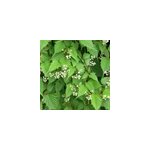 2 x stephanandra tanakae - 30 - 40 cm pot