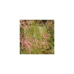 2 x tamaris d'�t� - tamarix ramosissima 'pink cascade' - 60 - 80 cm pot