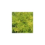 2 x tro�ne de californie 'lemon lime' - ligustrum ovalifolium 'lemon and lime'
