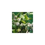 2 x tro�ne de californie - ligustrum ovalifolium 'aureum' - 40 - 50 cm pot