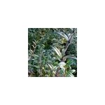2 x tro�ne commun - ligustrum vulgare 'atrovirens' - 60 - 80 cm pot