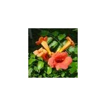 2 x trompette de virginie - campsis radicans 'flamenco' - 50 - 60 cm pot