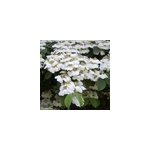 2 x viorne de chine - viburnum plicatum 'lanarth' - 40 - 60 cm pot