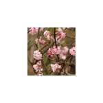 2 x viorne d'hiver - viburnum bodnantense 'charles lamont' - 50 - 60 cm pot