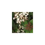 2 x viorne tin, laurier tin - viburnum tinus 'eve price' - 25 - 30 cm pot