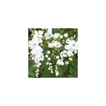 2 x voiles de mari�e - exochorda 'the bride' - 50 - 60 cm pot