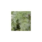 6 x absinthe - artemisia absinthium - godet 9x9 cm